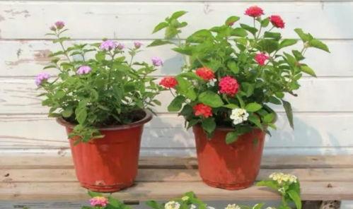 侠岚最新爆料新闻直播视频,揭秘神秘势力与侠岚联盟的激战风云 第3张 侠岚最新爆料新闻直播视频,揭秘神秘势力与侠岚联盟的激战风云 第3张