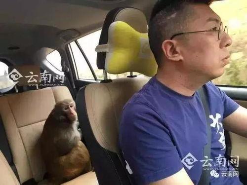 网友爆料瘦猴子视频大全,瘦猴子视频大全，揭秘动物界的瘦身达人