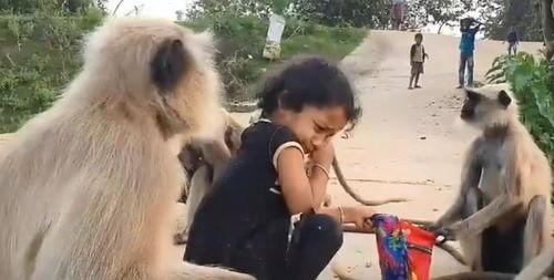 网友爆料瘦猴子视频大全,瘦猴子视频大全,揭秘动物界的瘦身达人 第2张 网友爆料瘦猴子视频大全,瘦猴子视频大全,揭秘动物界的瘦身达人 第2张